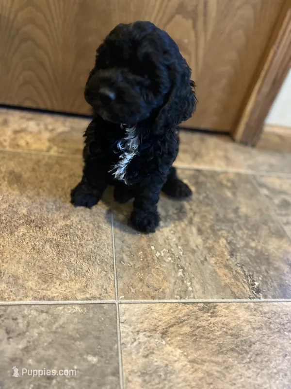 Lulu – Cockapoo puppy for sale in Hilbert, WI