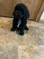Lulu, a female Cockapoo for sale in Hilbert, WI – 1 of 1
