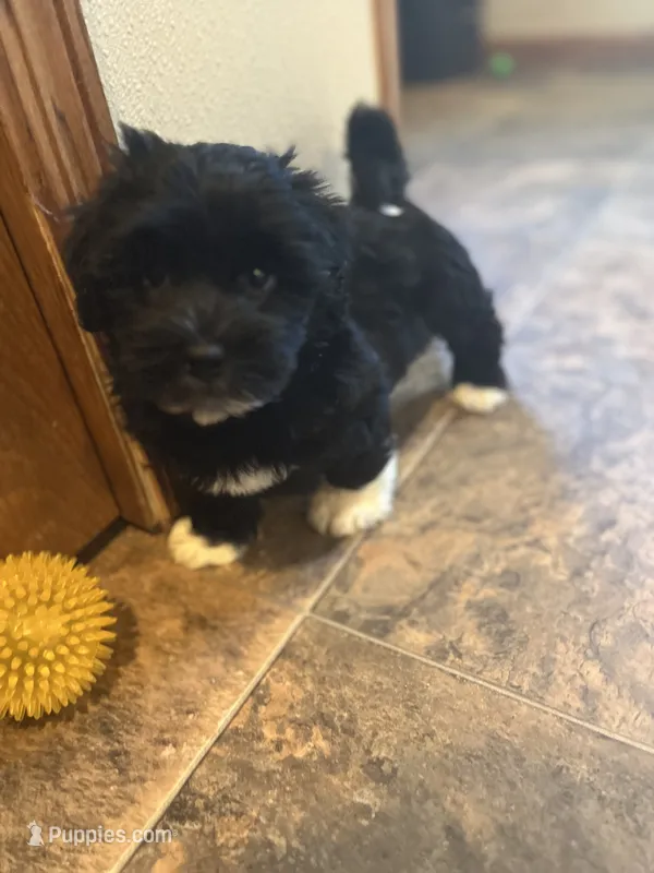 Maxwell – Havaton puppy for sale in Hilbert, WI