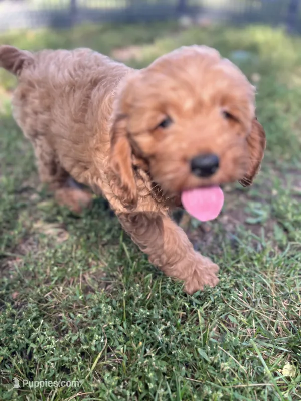 Iola – Cockapoo puppy for sale in Hilbert, WI