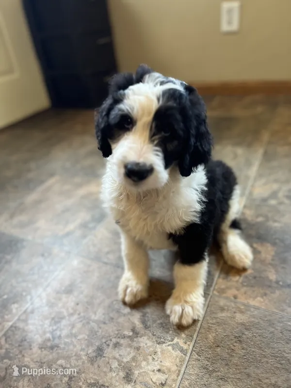 Sheldon – Sheepadoodle puppy for sale in Hilbert, WI