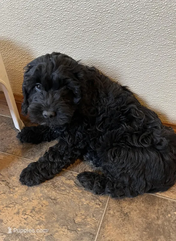 Jimmy – Cockapoo puppy for sale in Hilbert, WI