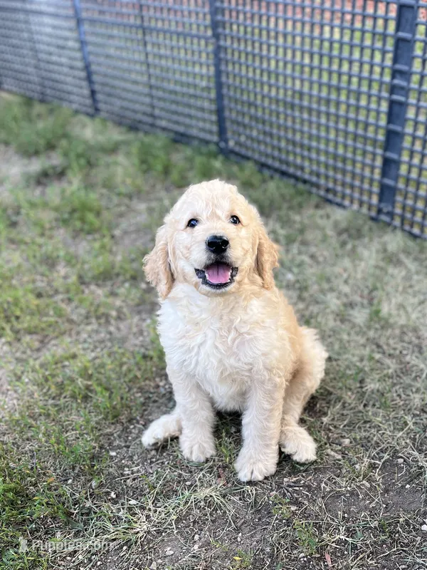 Shelby – Goldendoodle puppy for sale in Hilbert, WI