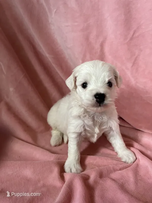 Minnie – Havaton puppy for sale in Hilbert, WI