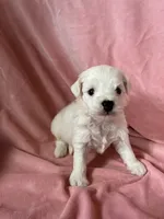 Minnie, a female Havaton for sale in Hilbert, WI – 1 of 1