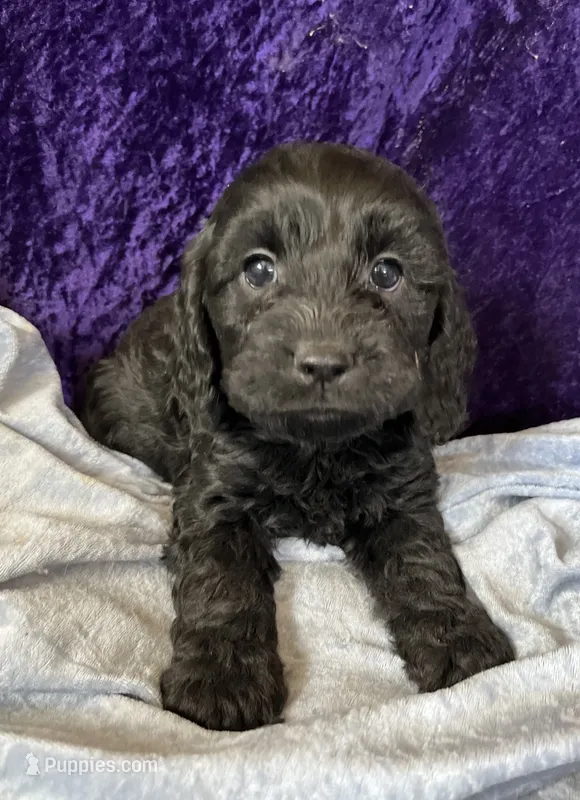 Jessy – Cockapoo puppy for sale in Hilbert, WI