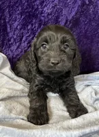 Jessy, a male Cockapoo for sale in Hilbert, WI – 1 of 1