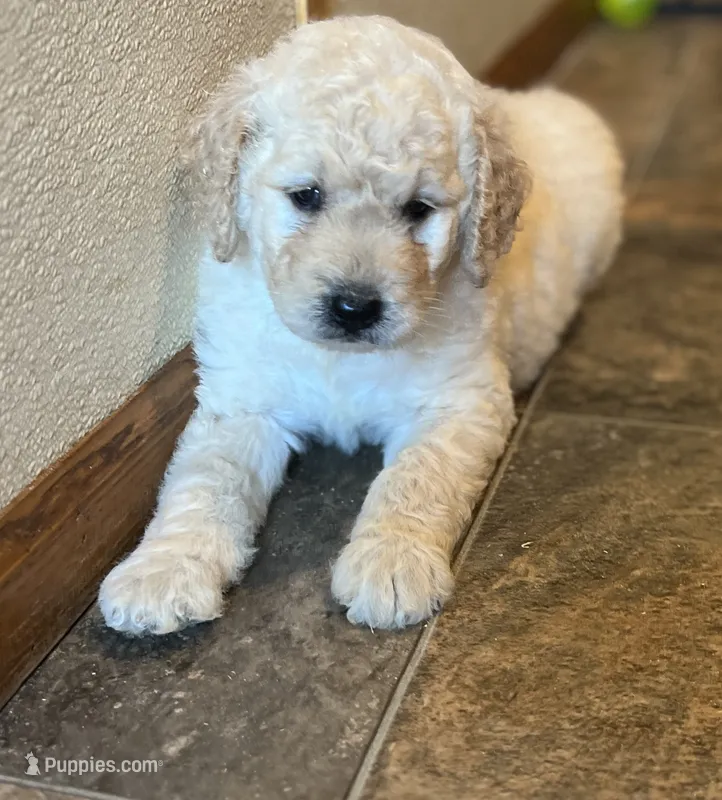 Shania – Goldendoodle puppy for sale in Hilbert, WI