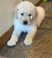 Shania, a female Goldendoodle for sale in Hilbert, WI – 1 of 1