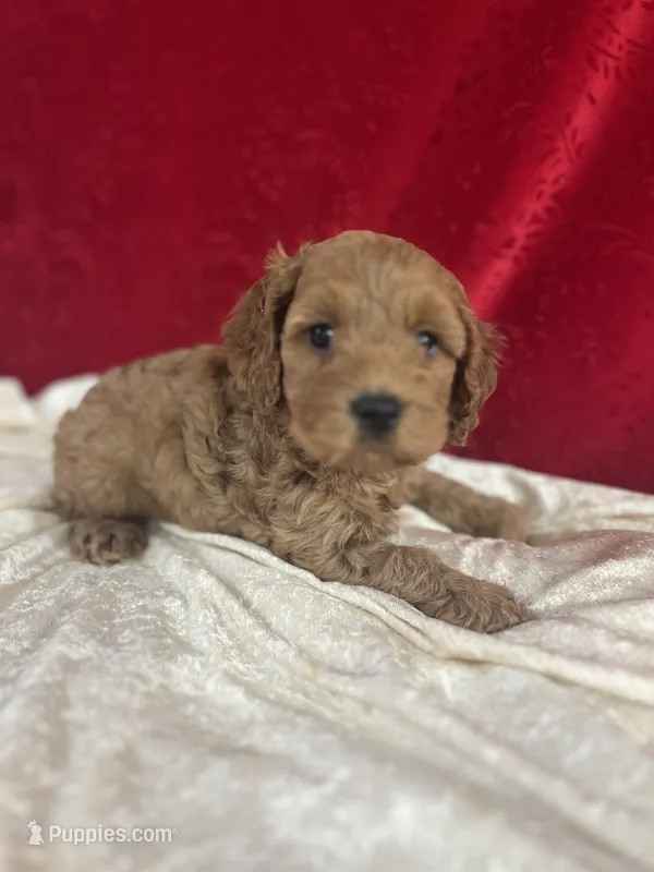 Justina – Cockapoo puppy for sale in Hilbert, WI