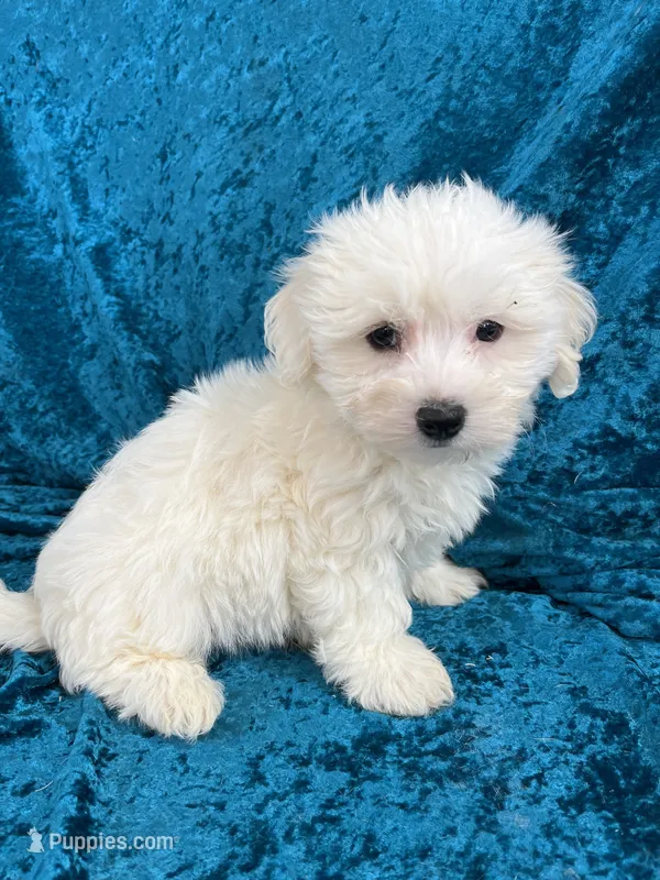 Nicholas – Havaton puppy for sale in Hilbert, WI