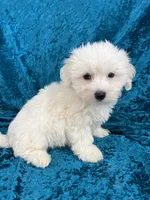 Nicholas, a male Havaton for sale in Hilbert, WI – 1 of 1