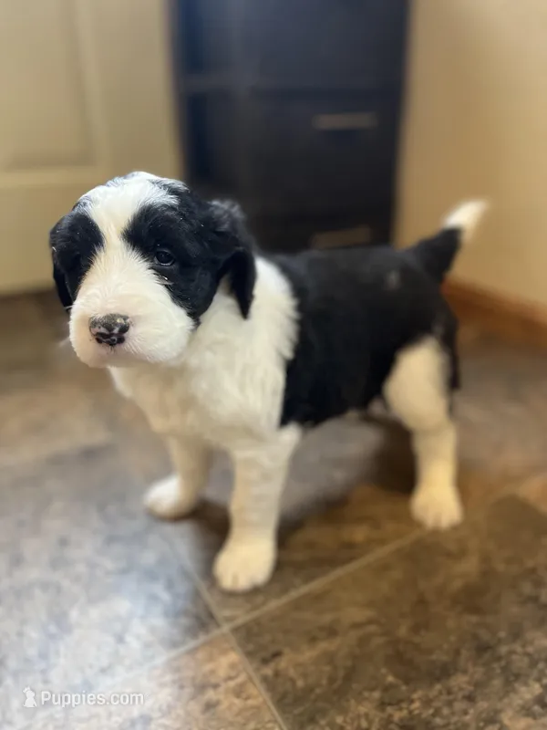 Sharee – Sheepadoodle puppy for sale in Hilbert, WI