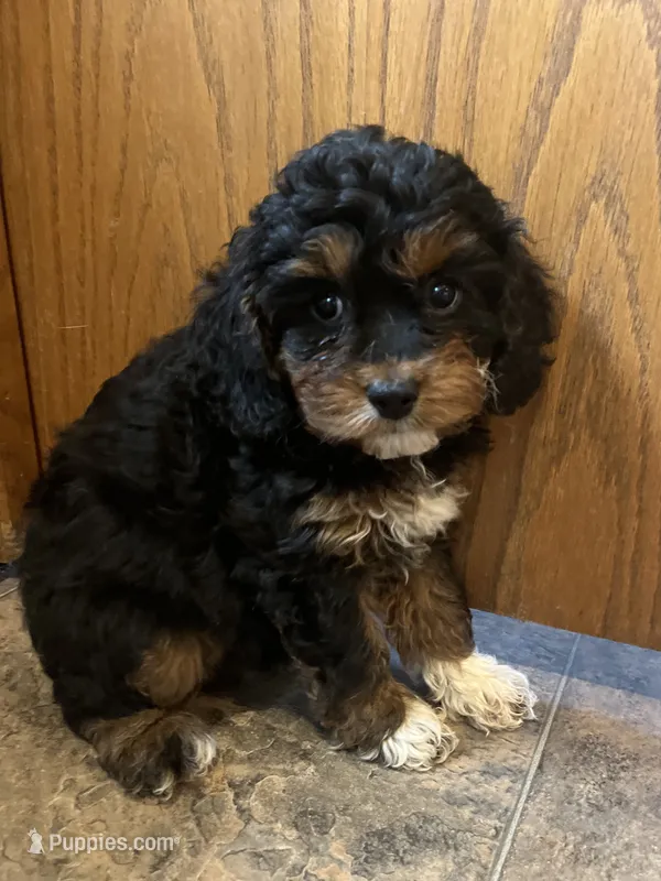 Layla – Cockapoo puppy for sale in Hilbert, WI