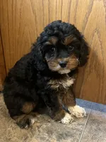 Layla, a female Cockapoo for sale in Hilbert, WI – 1 of 1