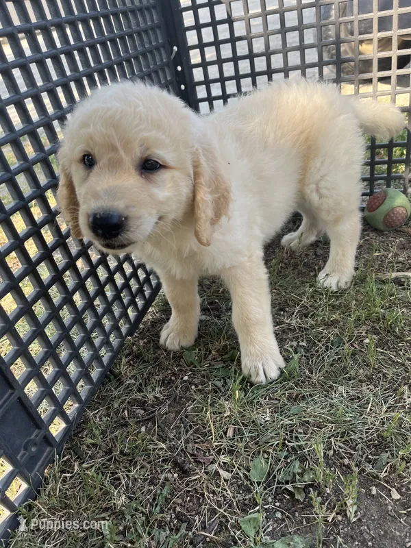 Shiloh – Goldendoodle puppy for sale in Hilbert, WI