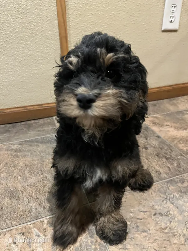 Logan – Cockapoo puppy for sale in Hilbert, WI