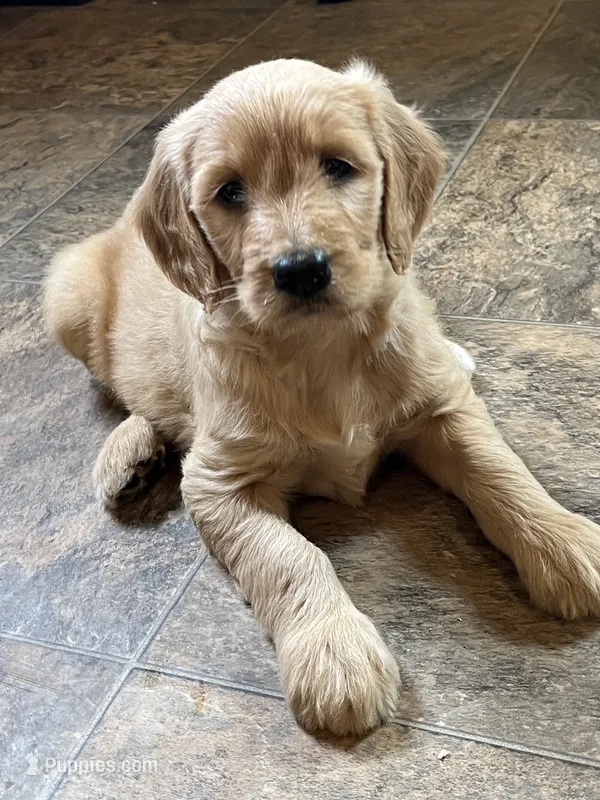 Sally – Goldendoodle puppy for sale in Hilbert, WI