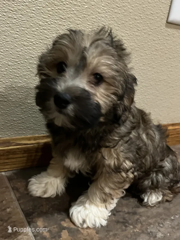 Carlos – Havaton puppy for sale in Hilbert, WI