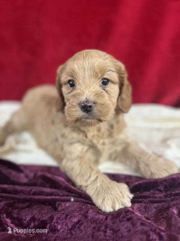 Janey – Cockapoo puppy for sale in Hilbert, WI