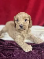 Janey, a female Cockapoo for sale in Hilbert, WI – 1 of 1