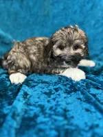 Carlos, a male Havaton for sale in Hilbert, WI – 1 of 1