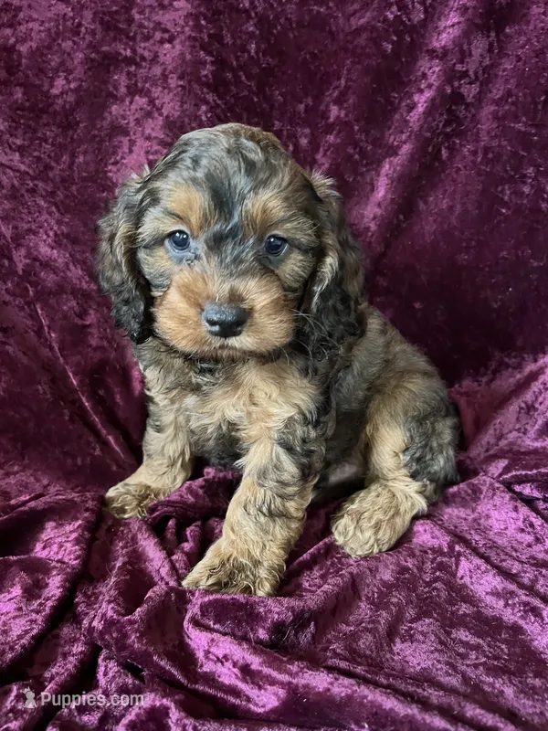 Izzy – Cockapoo puppy for sale in Hilbert, WI