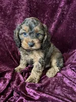 Izzy, a male Cockapoo for sale in Hilbert, WI – 1 of 1