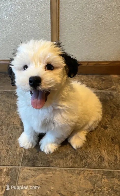 Marcus – Havaton puppy for sale in Hilbert, WI