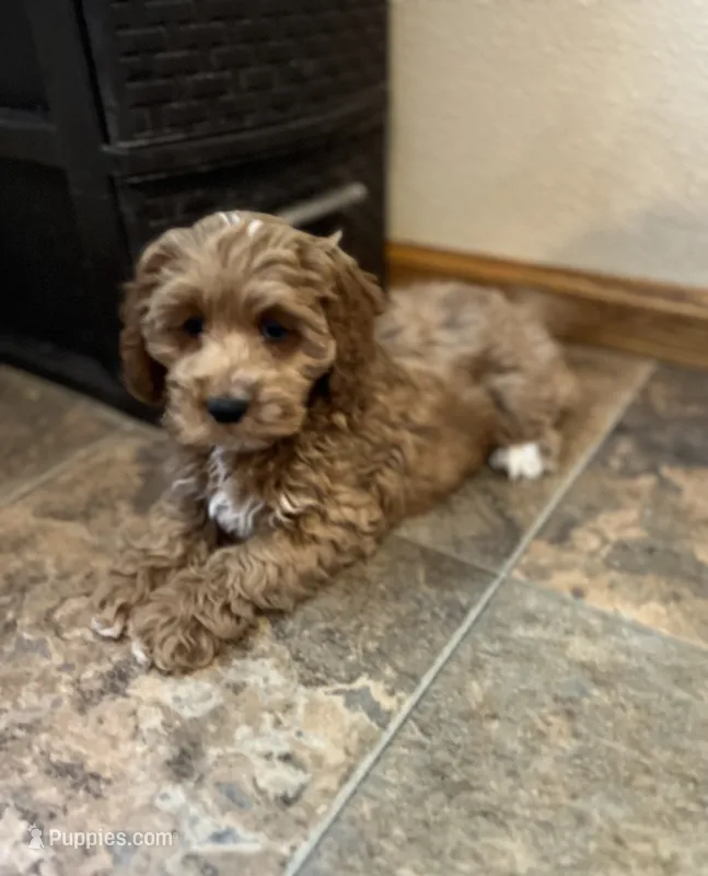 Jewels – Cockapoo puppy for sale in Hilbert, WI
