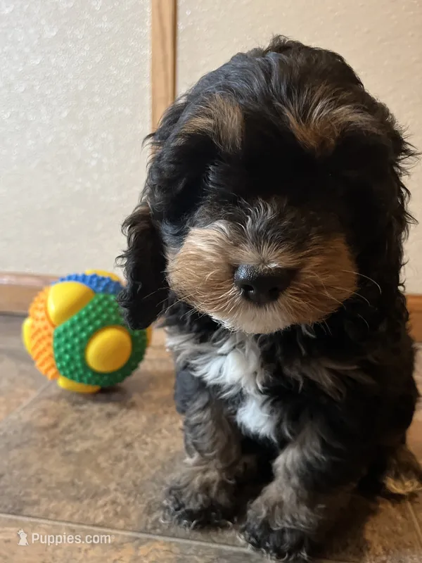 Lonnie – Cockapoo puppy for sale in Hilbert, WI