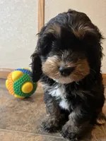 Lonnie, a male Cockapoo for sale in Hilbert, WI – 1 of 1