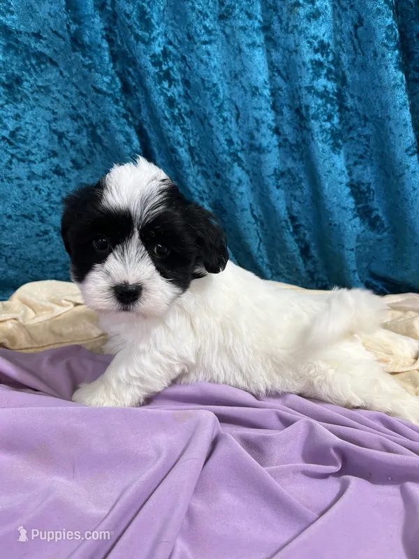 Niesha – Havaton puppy for sale in Hilbert, WI