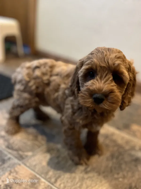 Justina, a female Cockapoo for sale in Hilbert, WI – 1 of 1