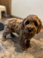 Justina, a female Cockapoo for sale in Hilbert, WI – 1 of 1