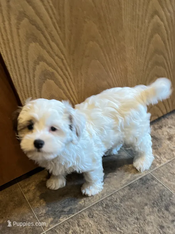 Cassie – Havaton puppy for sale in Hilbert, WI