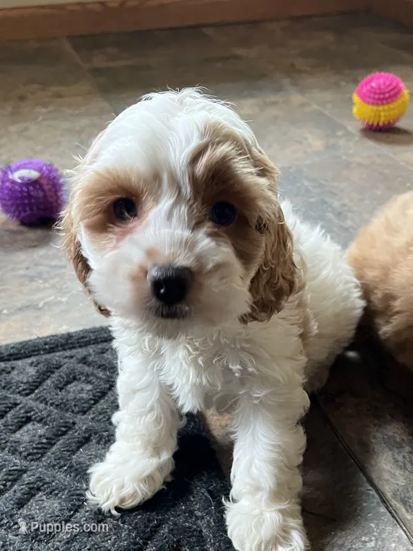 Benson – Cockapoo puppy for sale in Hilbert, WI