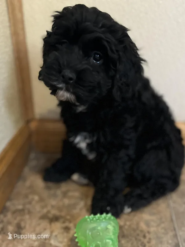 Jonita – Cockapoo puppy for sale in Hilbert, WI