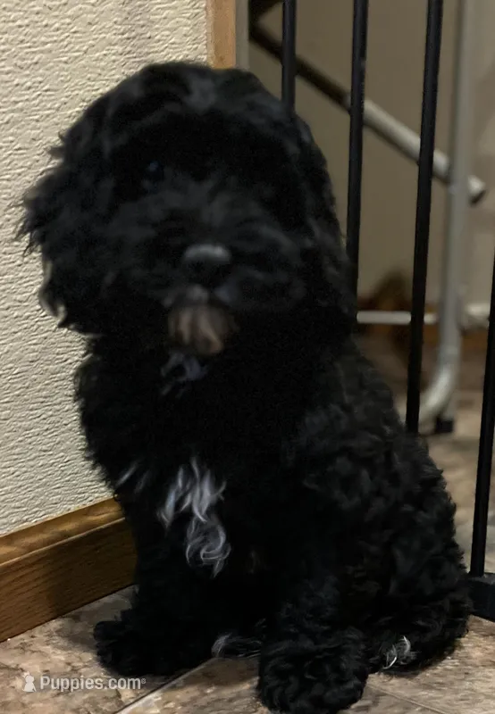 Jonita – Cockapoo puppy for sale in Hilbert, WI
