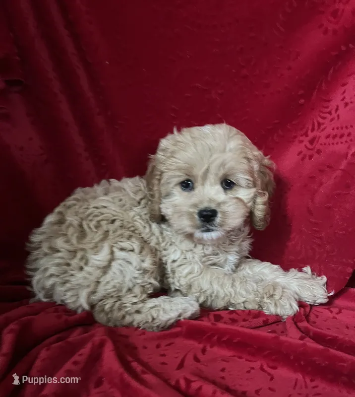 Jenny – Cockapoo puppy for sale in Hilbert, WI