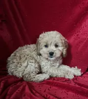 Jenny, a female Cockapoo for sale in Hilbert, WI – 1 of 1