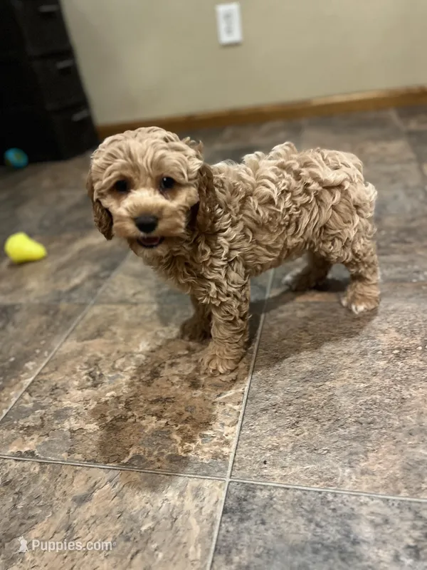 Layla – Cockapoo puppy for sale in Hilbert, WI
