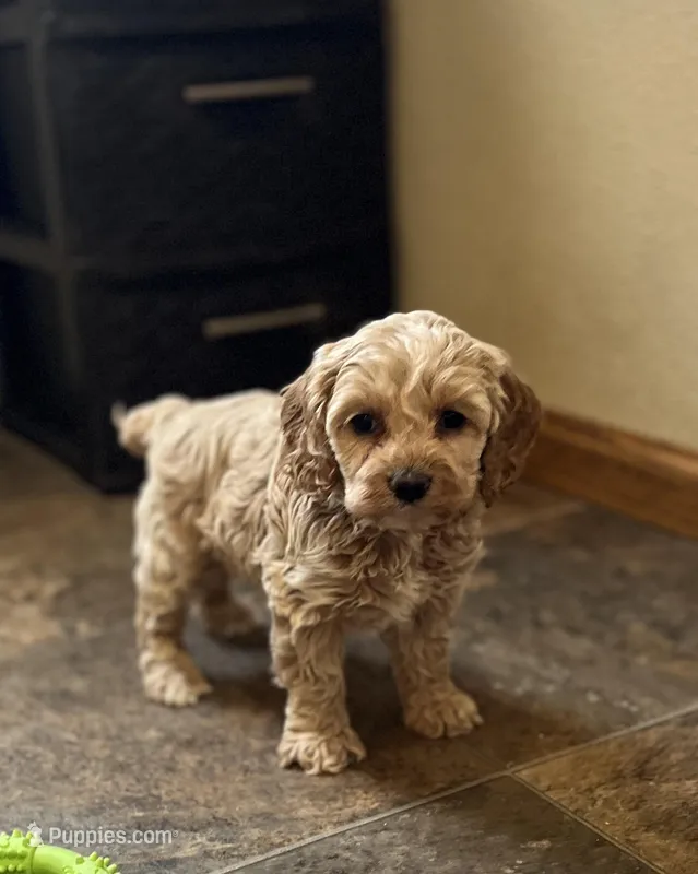 Layla, a female Cockapoo for sale in Hilbert, WI – Photo 1 of 1