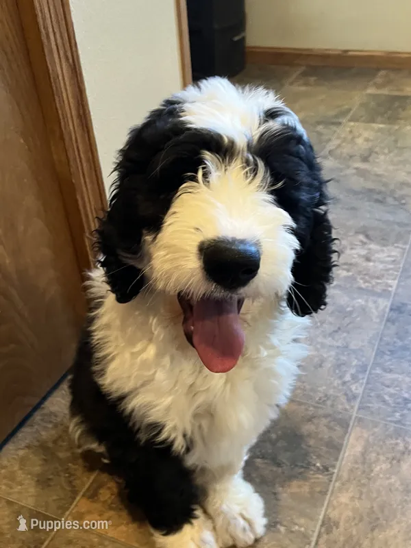 Schmitty – Sheepadoodle puppy for sale in Hilbert, WI