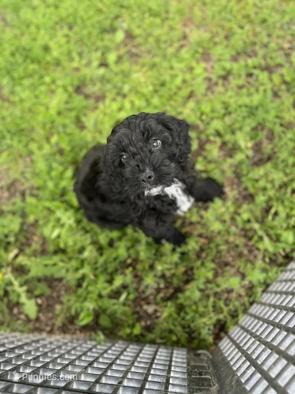Bessy – Cockapoo puppy for sale in Hilbert, WI