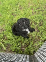 Bessy, a female Cockapoo for sale in Hilbert, WI – 1 of 1