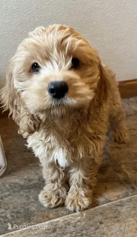 Jill – Cockapoo puppy for sale in Hilbert, WI