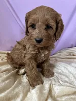 Jolena, a female Cockapoo for sale in Hilbert, WI – 1 of 1