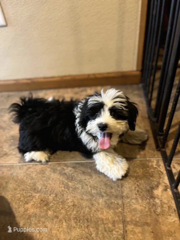 Madison – Havaton puppy for sale in Hilbert, WI