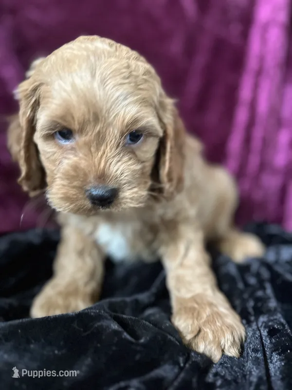 Ike – Cockapoo puppy for sale in Hilbert, WI